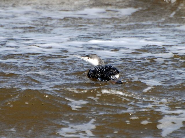 Red-throated Loon
